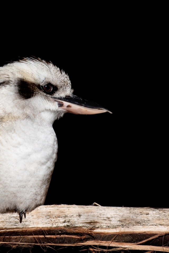 Птица Смеющаяся кукабара сидит на ветке