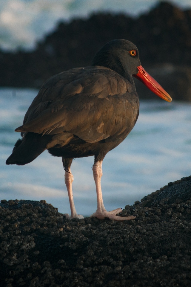 Птица черноватый кулик стоит у воды