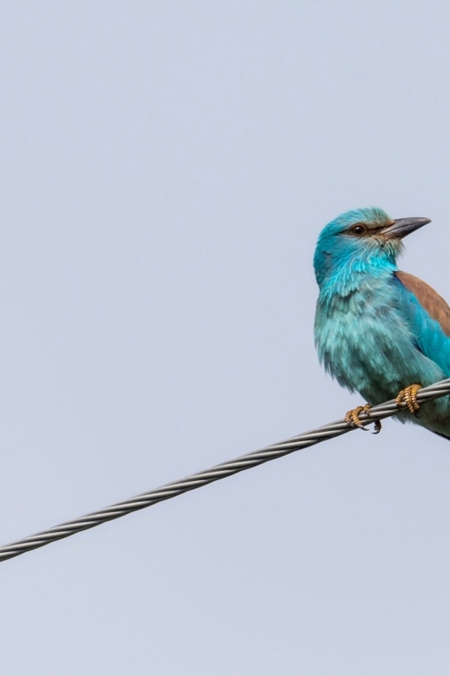 Птица европейский роллер сидит на проводе 