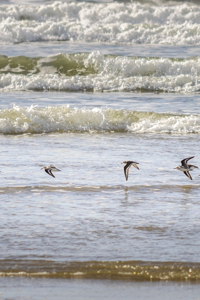 Птицы пролетают над морскими волнами