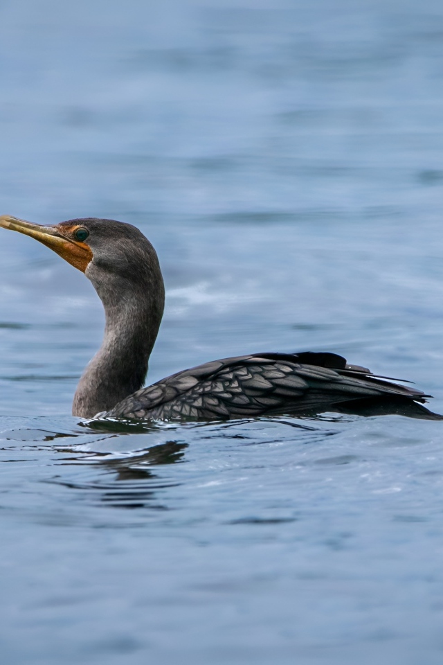 Черный баклан охотится в воде