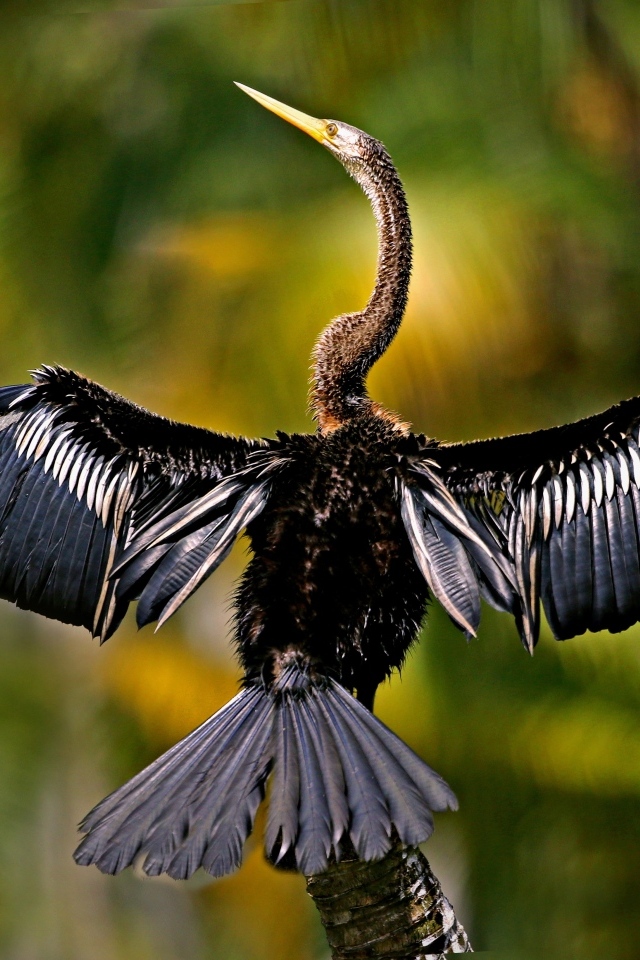 Черный баклан расправил крылья