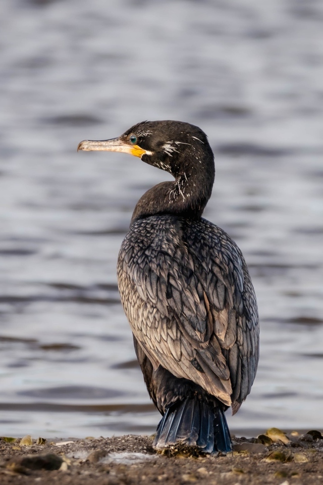 Черный баклан стоит у воды