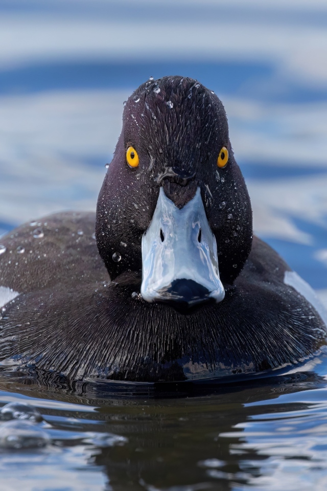 Черная хохлатая утка в воде