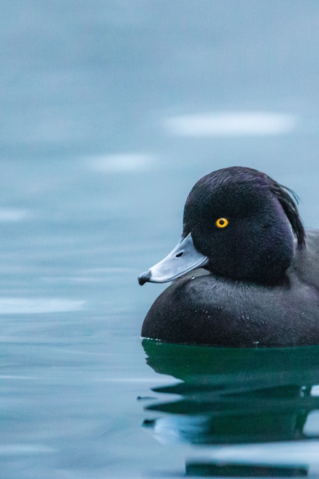Черная утка плавает в воде