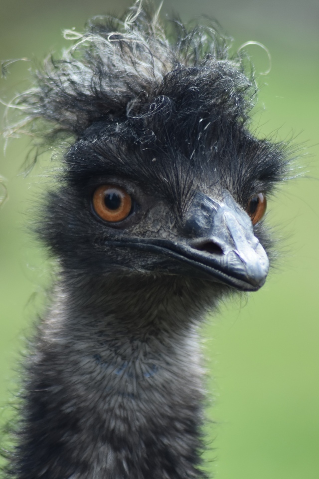Голова черного страуса эму