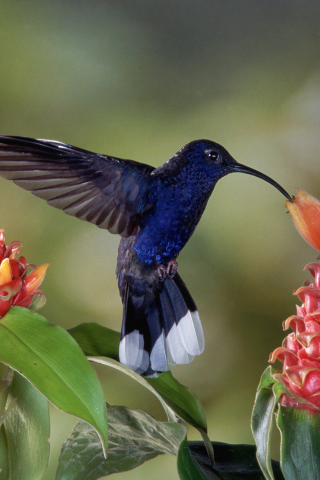Черная птица колибри над красным цветком