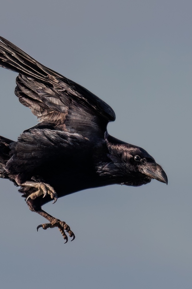 Черный ворон летит в небе