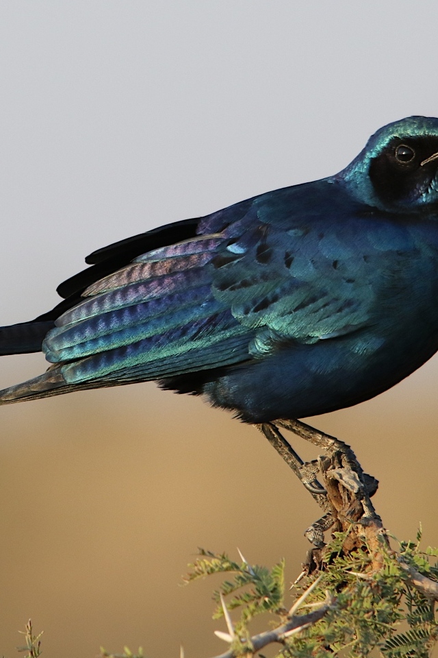 Черный скворец сидит на ветке