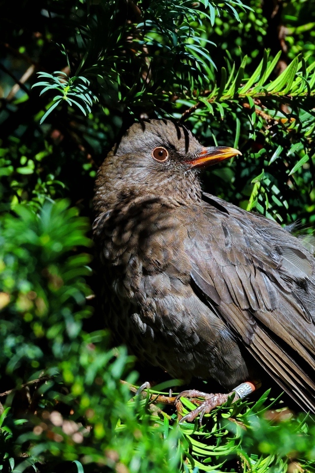 Черный обыкновенный дрозд в ветках