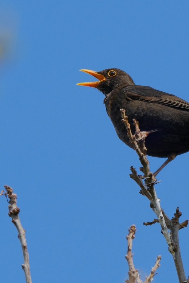 Черный дрозд поет на ветке дерева