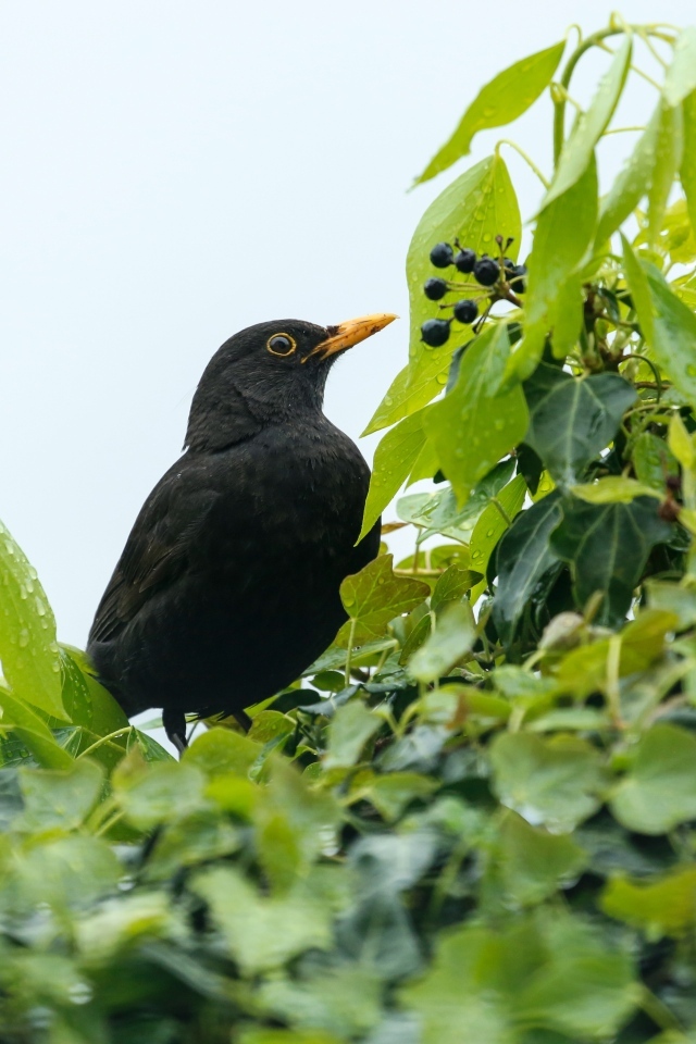 Черный дрозд сидит в ветках дерева