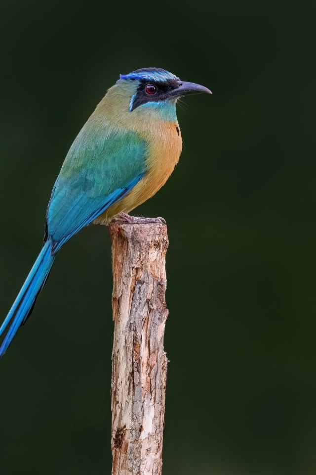 Синешапочный момот крупным планом