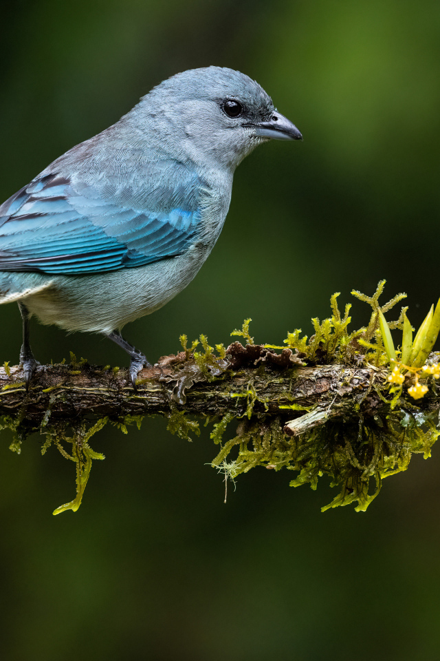 Синеплечий траупис сидит на ветке
