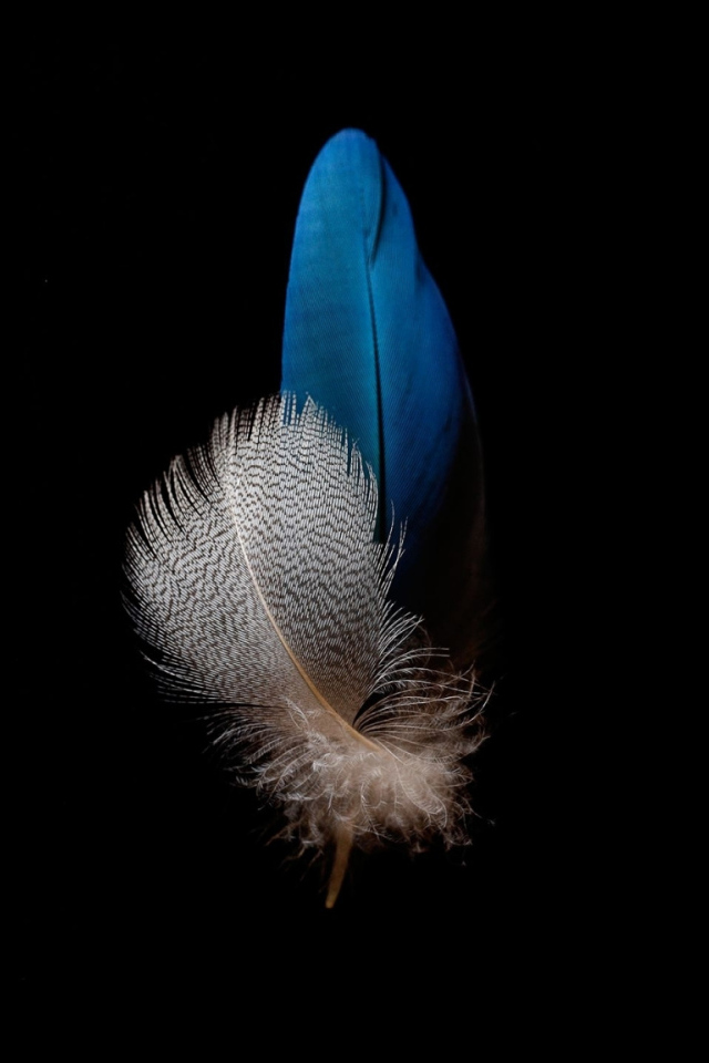 Голубое и белое перо на черном фоне