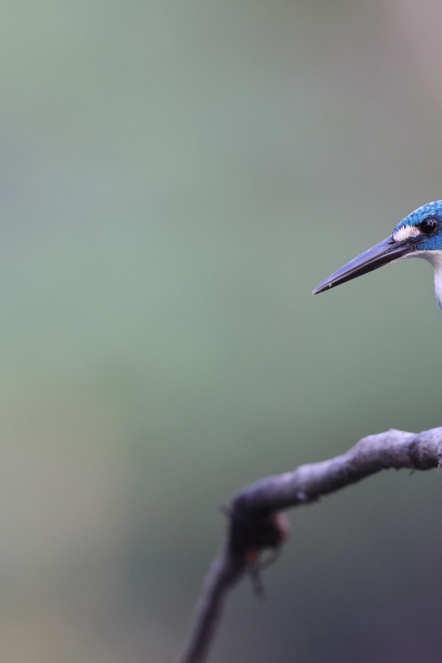 Голубая птица зимородок с острым клювом на ветке