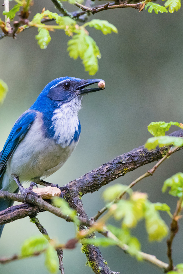 Голубая сойка сидит на ветке дерева