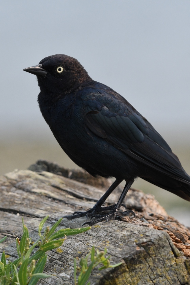 Блестящий малый трупиал