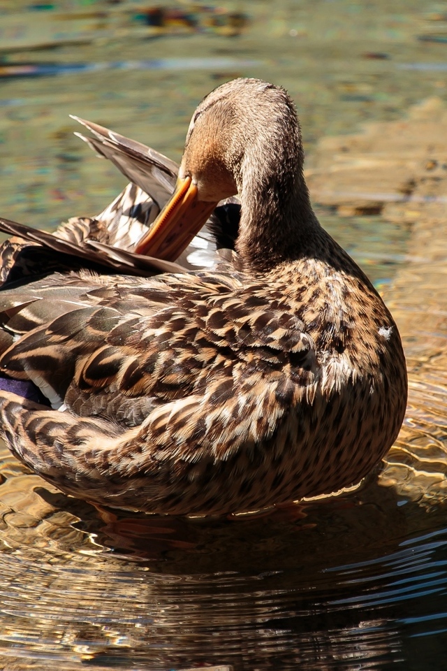 Коричневая утка чистит перья в воде