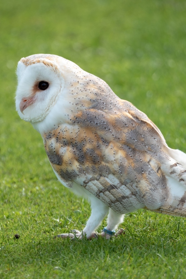 Коричневая сова на зеленой траве