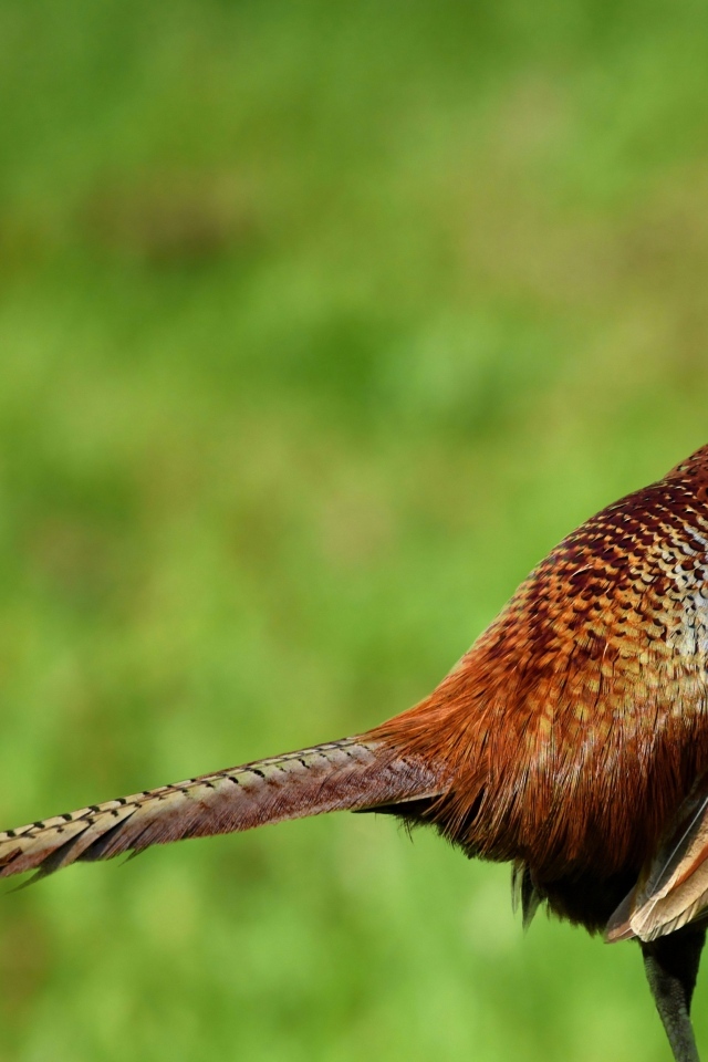 Коричневый фазан крупным планом