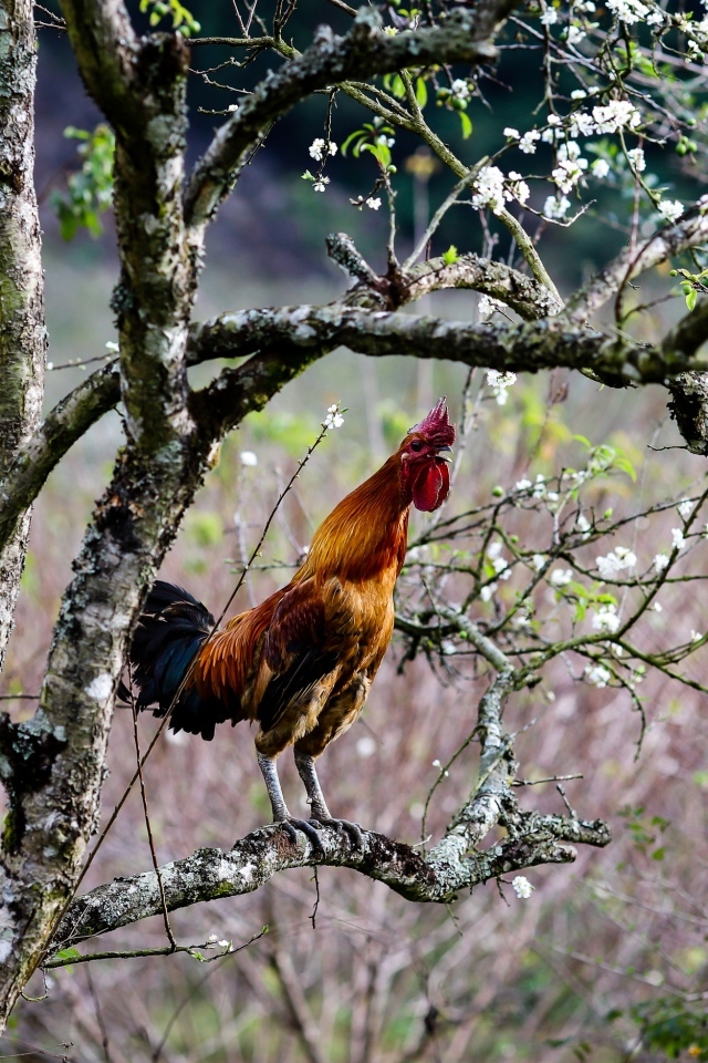 Коричневый петух сидит на ветке дерева