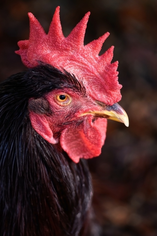 Коричневый петух с красным гребнем
