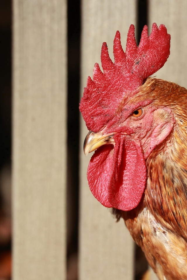 Коричневый петух с красным гребнем