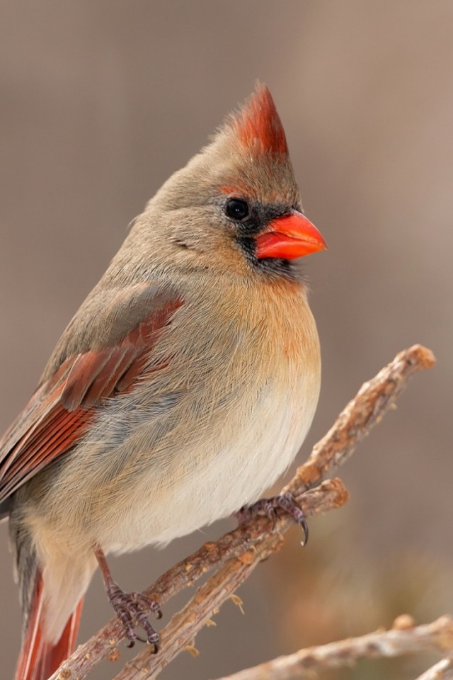 Птица кардинал сидит на ветке дерева