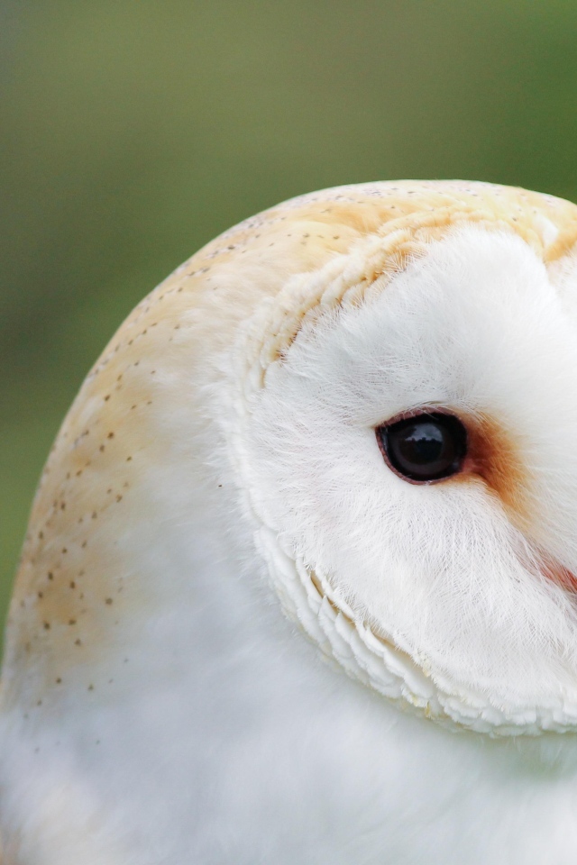 Милая обыкновенная сипуха крупным планом