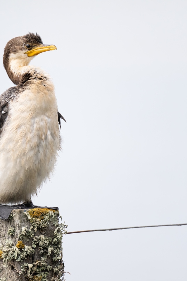 Баклан сидит на столбе у воды