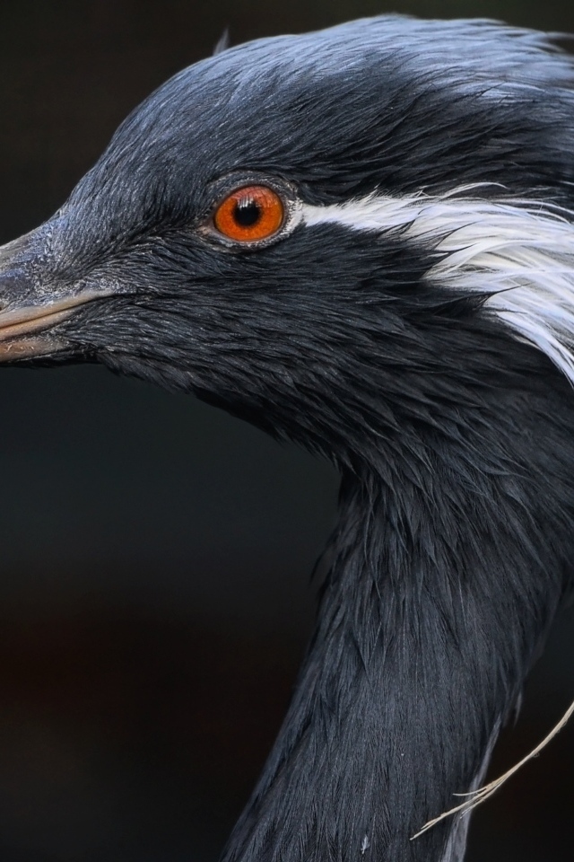 Голова журавля красавка крупным планом