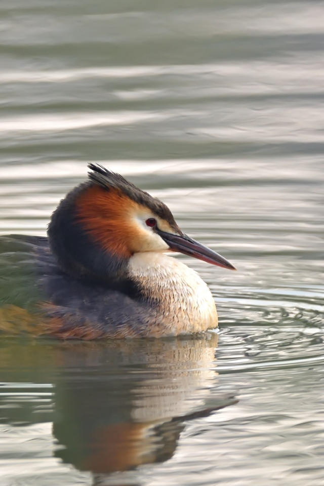 Птица хохлатая поганка в воде