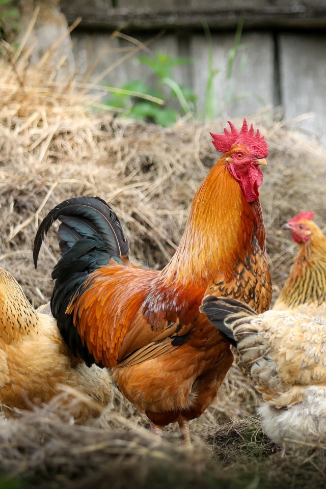 Домашние куры с петухом