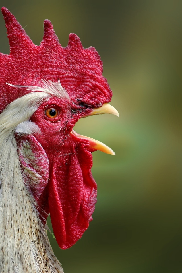 Домашний петух с открытым клювом