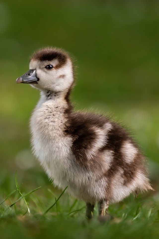 Утенок стоит в зеленой траве