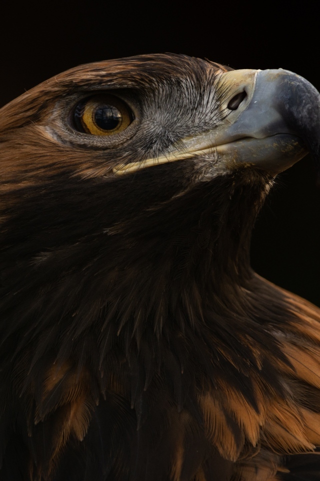 Голова орла на черном фоне