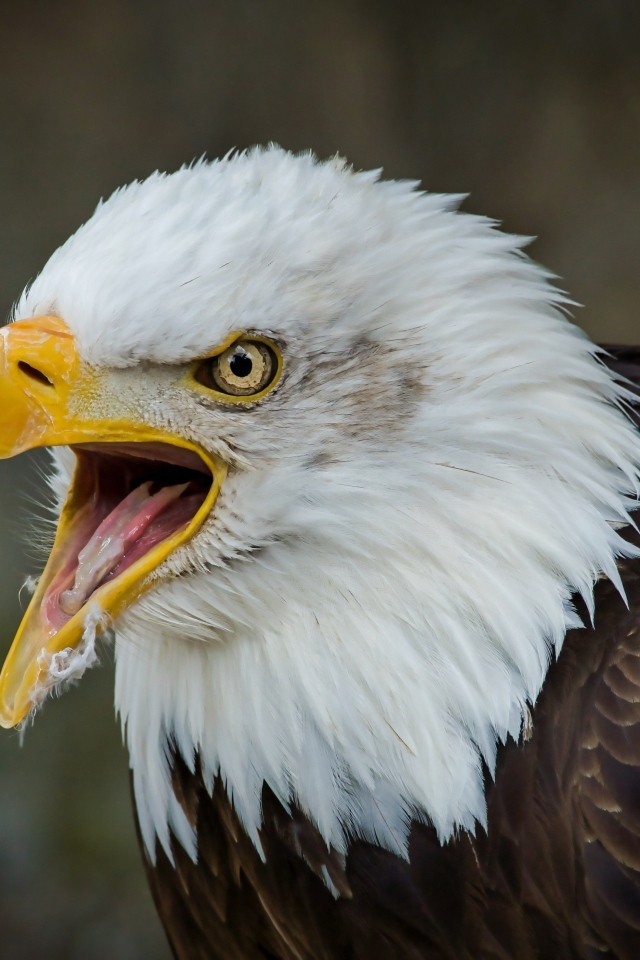 Орел с открытым острым клювом