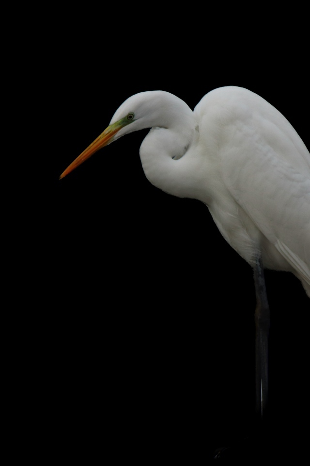 Белая цапля на черном фоне