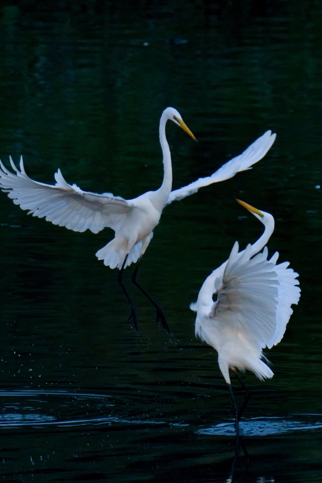 Влюбленные белые цапли в воде