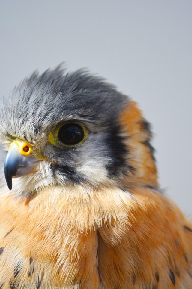 Голова сокола на сером фоне