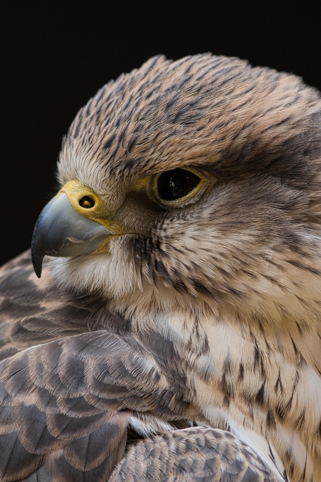 Сокол на черном фоне крупным планом