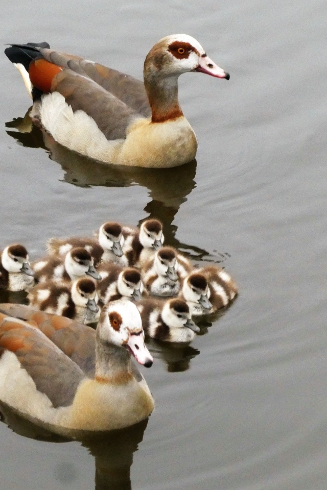 Семья египетских гусей в воде
