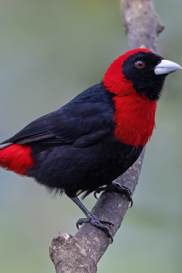 Огненная расписная танагра сидит на ветке дерева