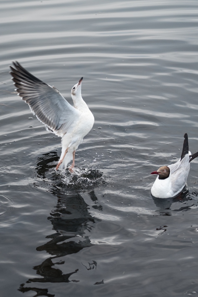 Пять чаек плавают в воде озера