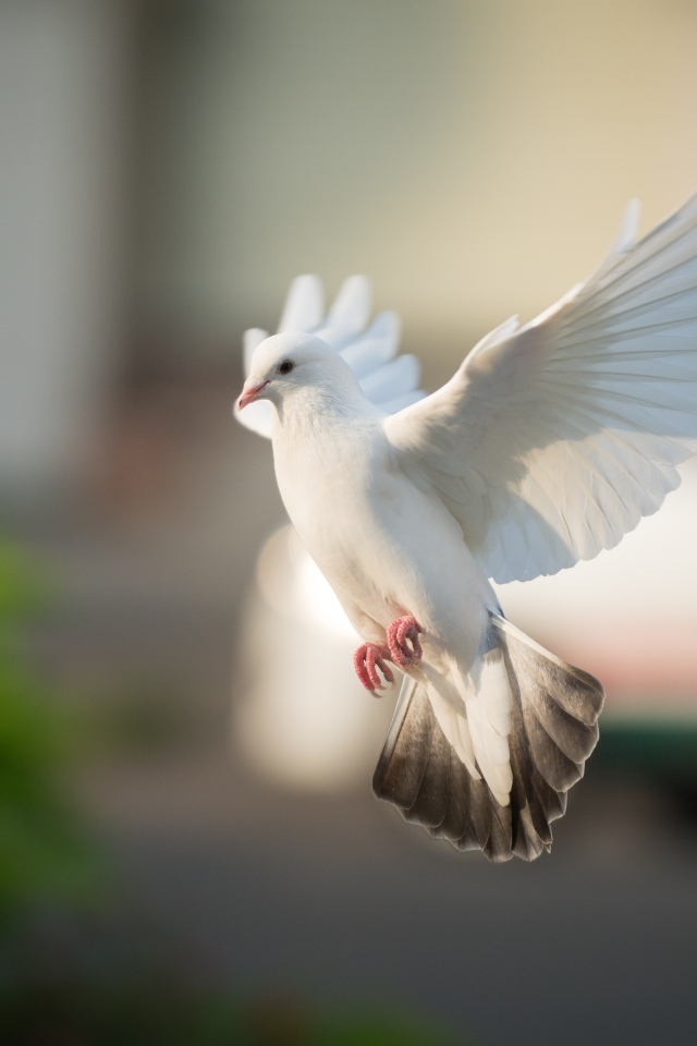Полет красивого белого голубя