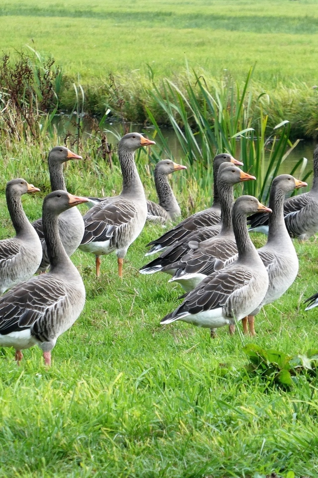 Стая серых гусей у воды