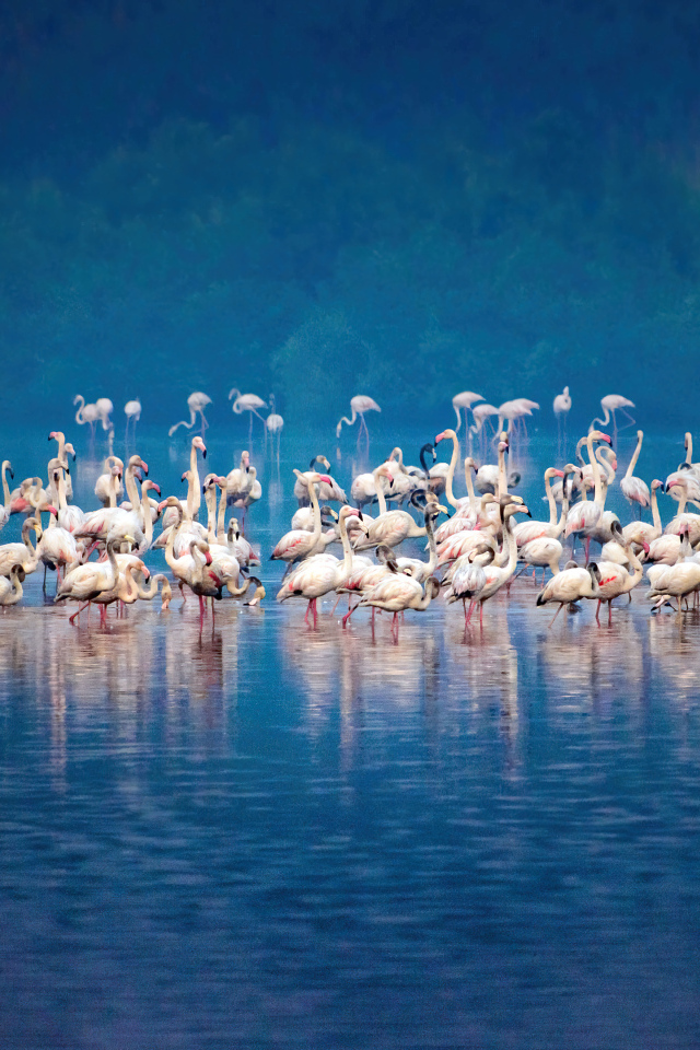 Стая розовых фламинго в воде