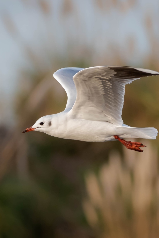 Полет белой чайки в воздухе