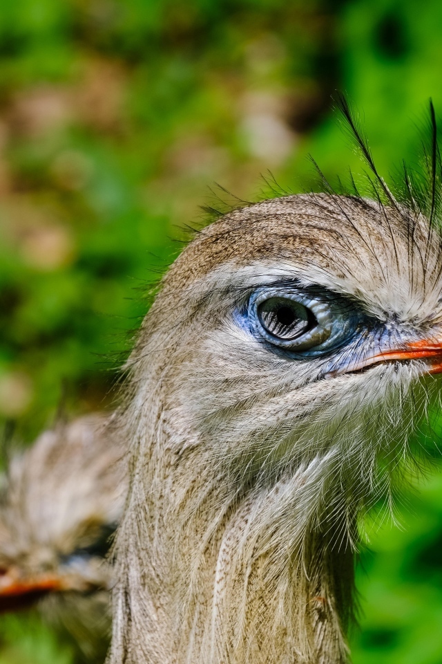 Смешная птица секретарь с острым клювом
